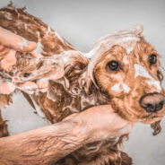 10 Best Deep-Cleansing Dog Shampoos in 2024 – Reviews & Top Picks