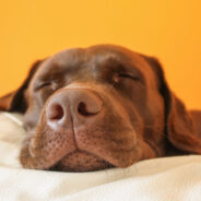 5 Tips for Creating a Safe and Comfy Sleeping Spot for Your Dog