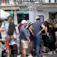 71 Pets From NYC’s Largest Shelter Adopted In One Day At Petco’s Block Party