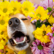 Allergies in Dogs and Cats – They Suffer Too!