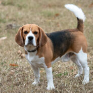 Animal Breeder Faces Record-Breaking $35M Fine After Thousands Of Beagles Rescued From Horror