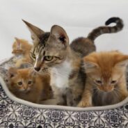 Animal Shelters Struggle To Care For Massive Influx of Kittens During “Kitten Season”