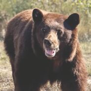 Bear Burglar Hank the Tank’s Cubs Released Back Into the Wild