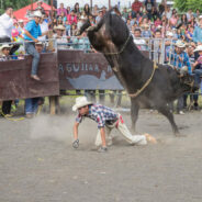 Bull Breaks Free, Injures Five at Rodeo — Animal Rights Activists Outraged