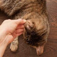 Can Your Dog or Cat Get Ringworm?