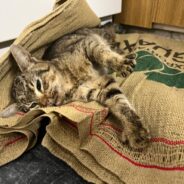 Cat Found Near Death in Front of Coffee Shop Needs Your Support to Heal