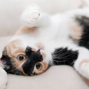 Cat Sisters Both Stop Eating at Shelter, and Volunteer Can’t Help But Bring Them Both Home