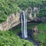 Climate Change May Also Be Impacting Species Below the Canopy in Tropical Forests