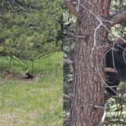 Colorado Wildlife Officers Help Free Black Bear Cub Trapped in Wire Fencing