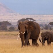 Elephants Call Each Other By Name, New Study Suggests