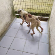 Emaciated Dog Suffering From Severe Skin Disease Needs Your Support To Heal