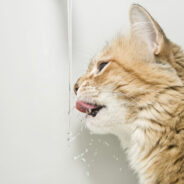 Expert Tips to Keep Your Cat Hydrated