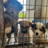 Flea-Infested Puppies Rescued From Dump Need Our Help To Grow Big And Strong