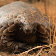 Giant Pangolin Rediscovered in Senegal After 24 Years Sparks Hope for Endangered Species Survival