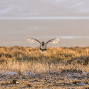 Greater Sage-Grouse Faces Extinction as Habitat Disappears