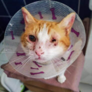 Homeless Cat Found Crying Out In Pain Has Recovered, Thanks To You