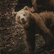 Horrific Incident Caught on Camera as Group Pulls Bear Cubs from Tree for Selfies