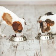 How to Store Your Dog or Cat’s Food to Prevent Contamination