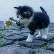 ‘I Didn’t Understand What He Wanted’: Stray Kitten Keeps Asking to Be Let Into Stranger’s Home