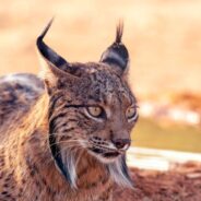 Iberian Lynx No Longer Endangered After Two Decades of Conservation Efforts