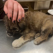 Injured Puppy Found At Construction Site Needs Your Help To Walk Without Pain