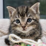 Kittens Give ‘Quality of Life’ Back to Woman Dealing with Autoimmune Disease