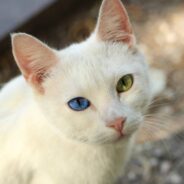 Kitten’s Multicolored Eyes Lure in a Forever Family Who Had No Interest in Cats