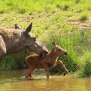 Moose Calf Rescued From “Sure Demise” With Help From Alaska Police Officers As Mama Watched Nearby