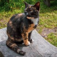 ‘My Heart Melted’: Woman Who Never Planned to Own a Cat Finds Herself Caring For Two Sick Kittens