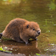 Orphaned Baby Beaver Is Stealing Hearts At Wildlife Rescue