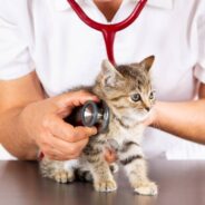 Questions, Supplies, Vet Care: A Cat Adoption Checklist