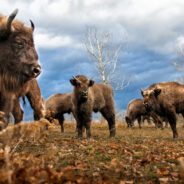 Rare White Bison Calf Born in Yellowstone Sparks Awe and Hope