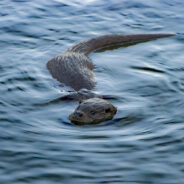 Sea Otters Save California’s Kelp Forests from Extinction