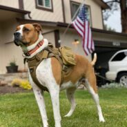 Service Dogs Transform Lives of Veterans Battling PTSD