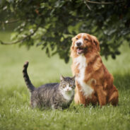 Signs and Symptoms of Asthma in Dogs and Cats