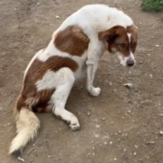 Stray Dog Shot In The Back By Cruel Passerby Needs Your Help To Walk Again