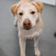 Sweet Labrador Retriever Has Spent Half Her Life In Shelter And Needs Home ASAP