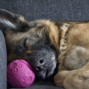 Terrified Breeding Dog Discarded By Owners, Makes a Transformation After Finding Safe Home