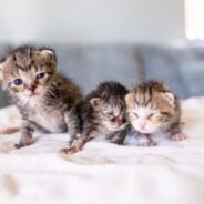 The latest in neonatal kitten care advancements