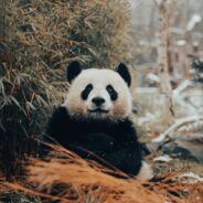 The Power of Pandas — China’s Diplomatic Strategy and Conservation Success