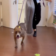 Three-Legged Shelter Dog Who Beat Cancer Finally Finds Loving Home