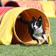 Top Dog Sports—And How to Get Your Canine Involved