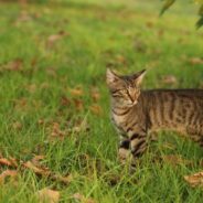 Two Kittens Rescued From Road After Their Littermates Are Hit By a Car