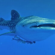 Vanishing Whale Sharks Signal Crisis in Marine Ecosystems