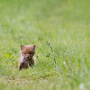 Woman Calls Every Vet She Can Find to Help Save Injured Fox Pup