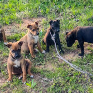 You Helped Sick Puppies at Risk of Euthanasia Get Second Chance