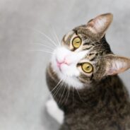 5 Tips to Adopt a Cat That’s Purrfect for Your Home!