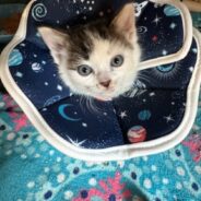 A Kitten Plagued with Scar Tissue Has Been Healing Thanks to You, But He Needs a Little More Help