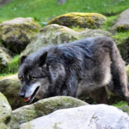 Aggressive Policies Threaten Wolves in the Northern Rockies