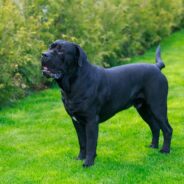 Blue Blood Cane Corso Dog Breed: Info, Pictures, Care & Facts